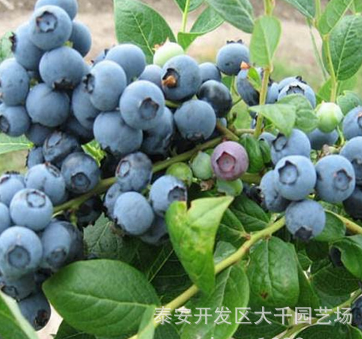 奥尼尔蓝莓树苗批发基地 薄雾蓝莓苗 明星蓝莓树苗价格图片