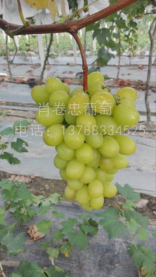 广西柳州玫瑰香葡萄