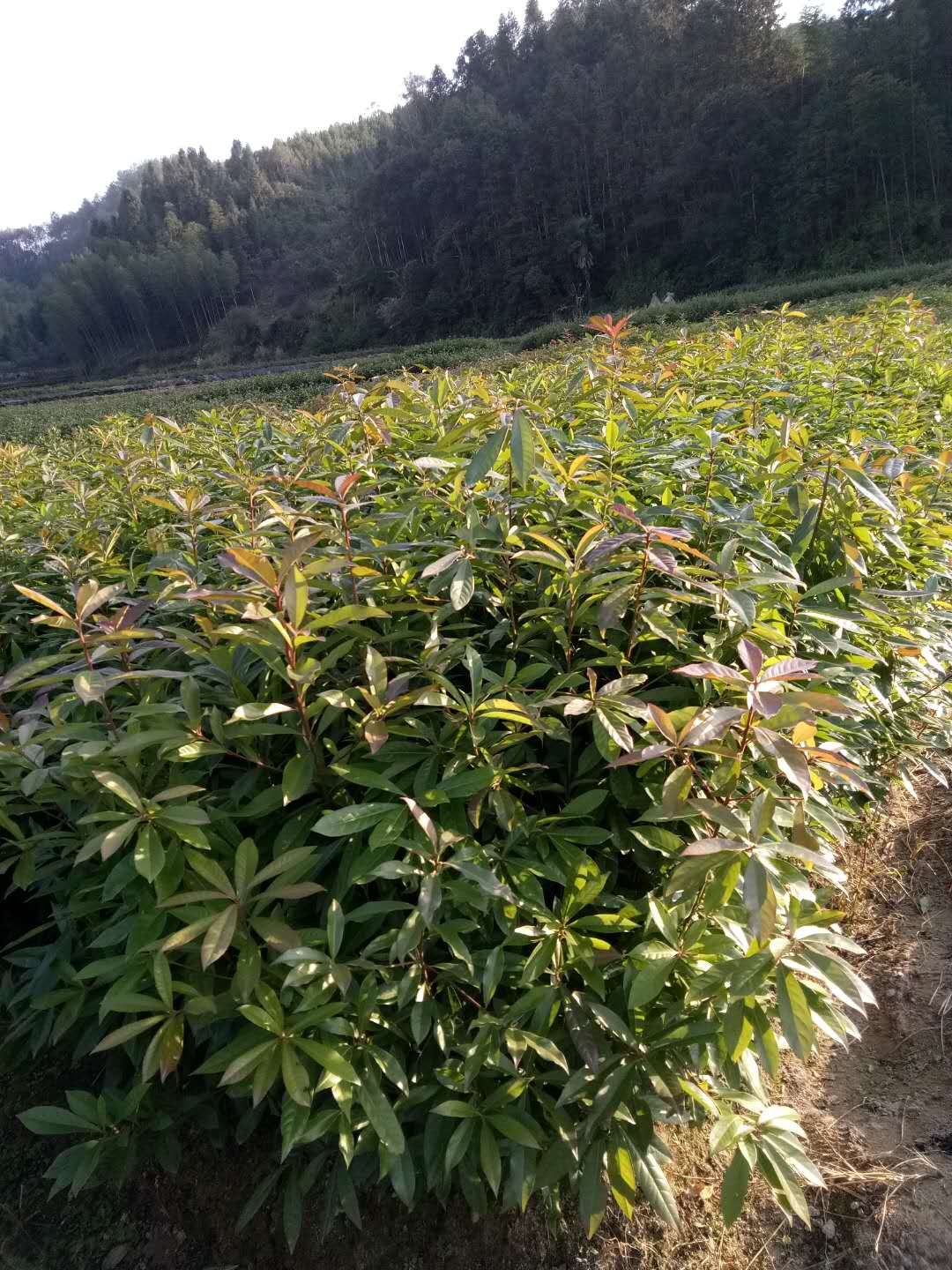 木荷袋苗批发