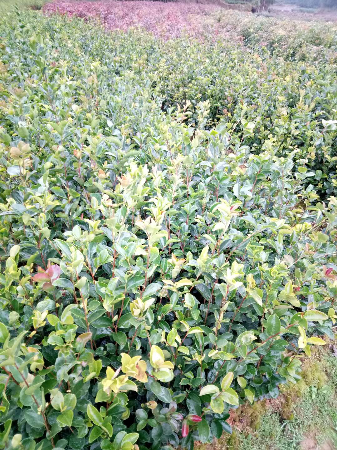 浙江茶子树苗种植基地直销价格 高产量高存活率图片