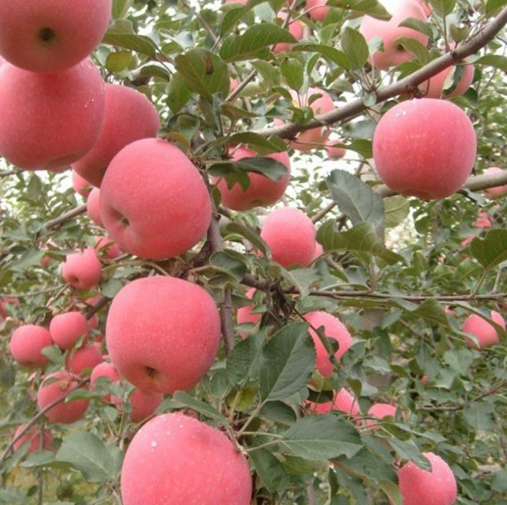 嫁接苹果树苗红富士矮化南北方种植庭院果树 大香甜