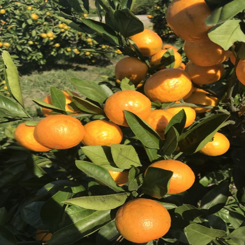 常德柑橘苗供应厂家 天然育苗基地  由良柑橘苗 由良蜜桔