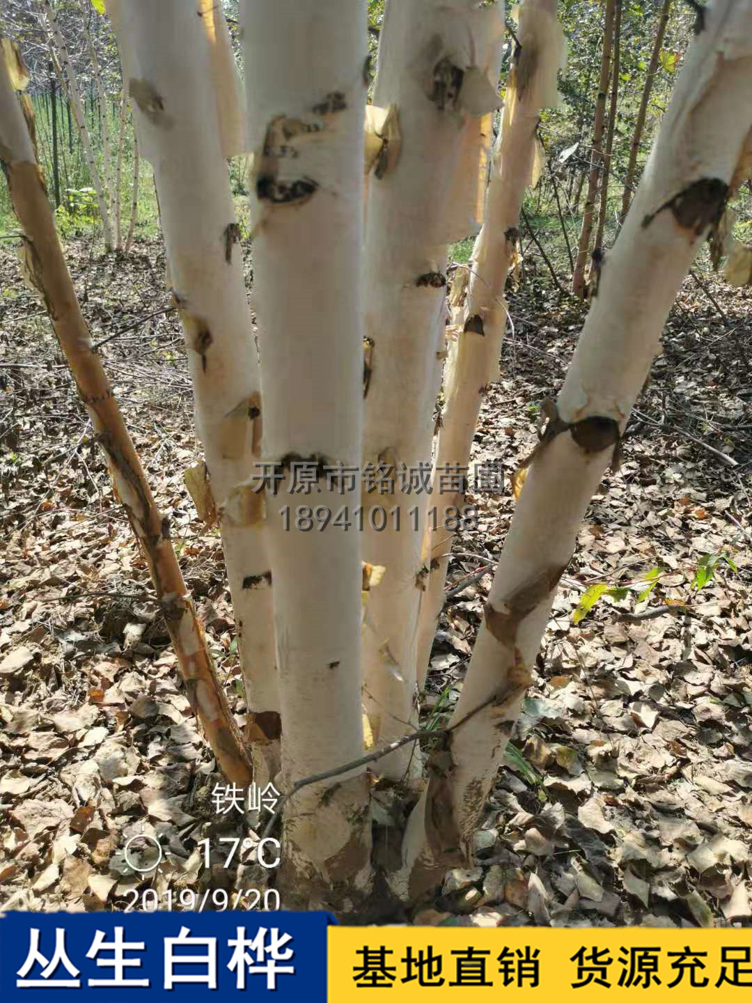 丛生白桦树种植基地批发