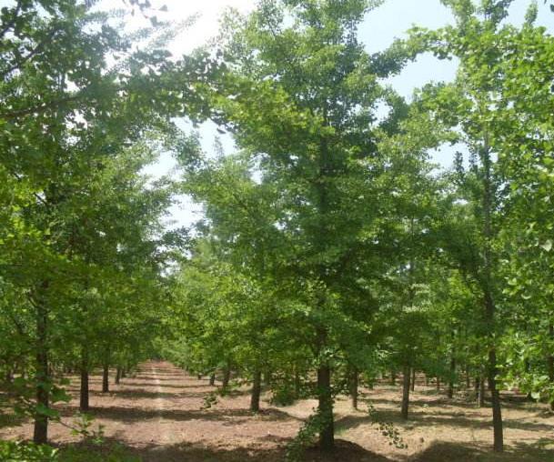 山东郯城银杏树产地种植基地批发价格报价图片