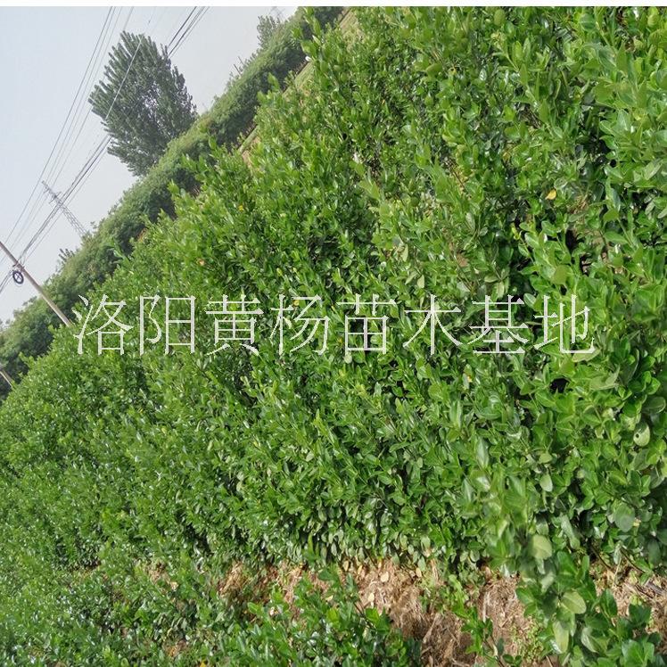 北海道黄杨树苗价格-种植基地-价格