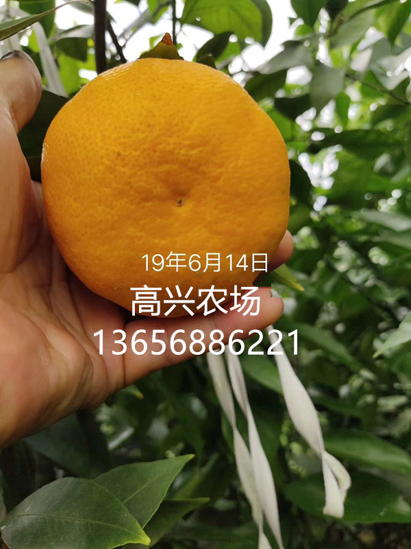 优质黄美人柑橘苗 象黄美人枝条图片