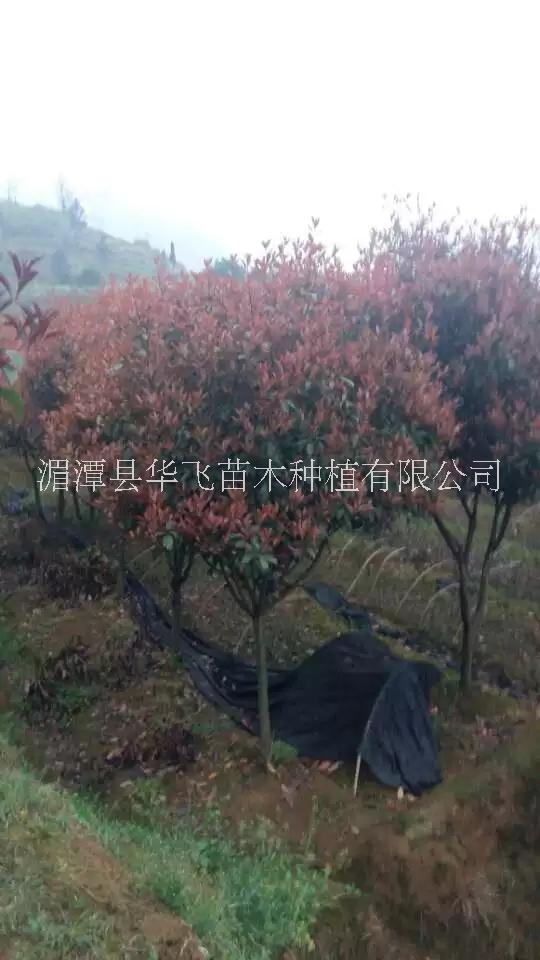 红叶石楠贵阳市红叶石楠价格-毕节哪里有火焰红种植基地-各种规格树苗