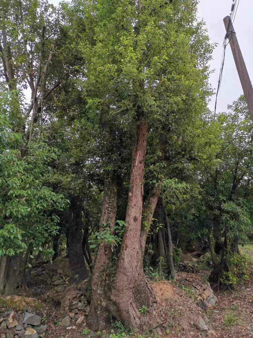 浙江多杆大香樟种植基地