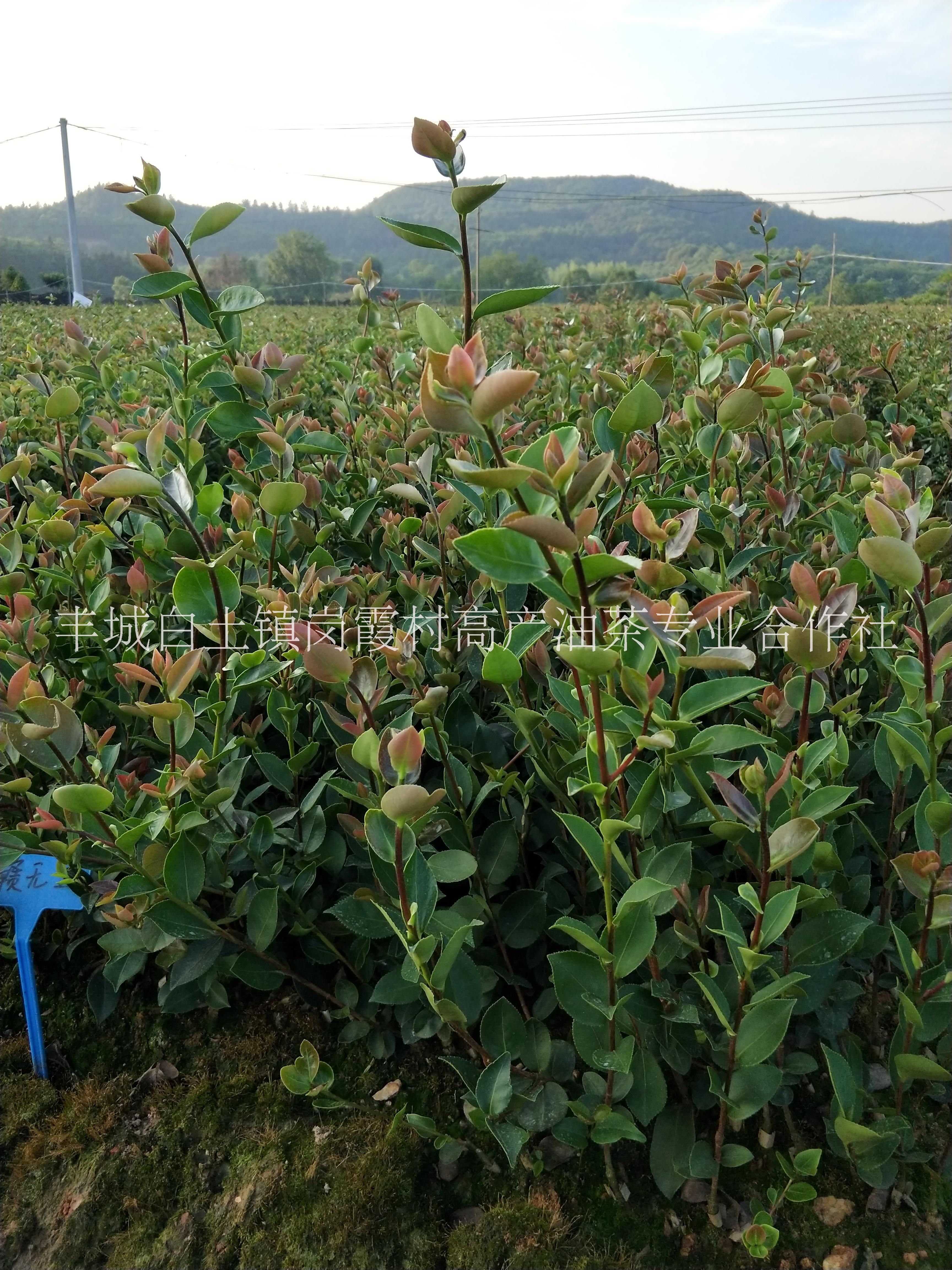 宜春市江西高产油茶苗种植厂家江西高产油茶苗批发、价格、大量供应、电话【丰城市丰霞高产油茶苗木有限公司】 江西高产油茶苗种植