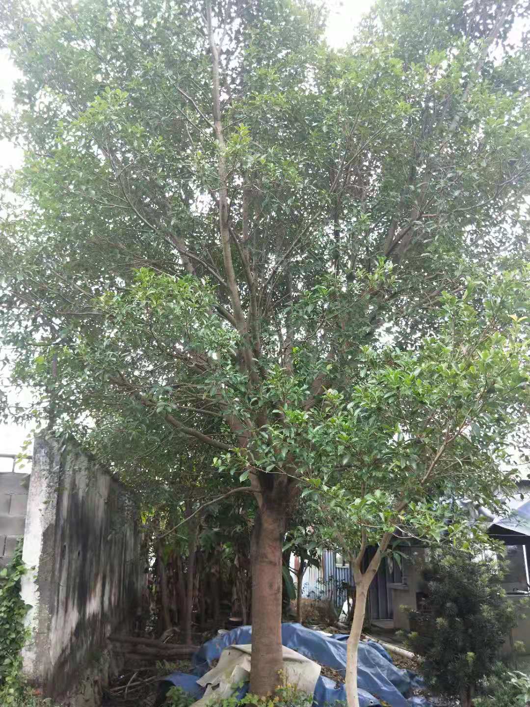 温州市小叶榕厂家红皮小叶榕种植基地哪家好？