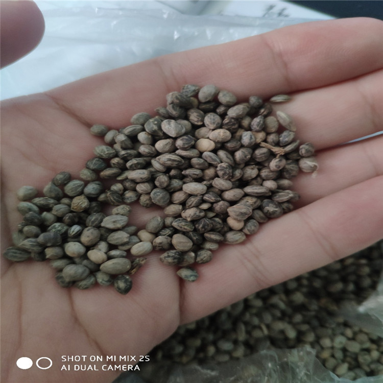 铁岭市红瑞木种子厂家辽宁 红瑞木种子 报价批发厂家直销价格多少钱
