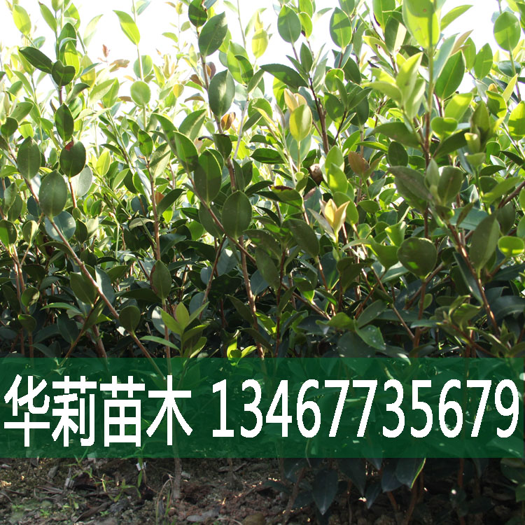 湖南油茶籽树厂家-直销-报价图片