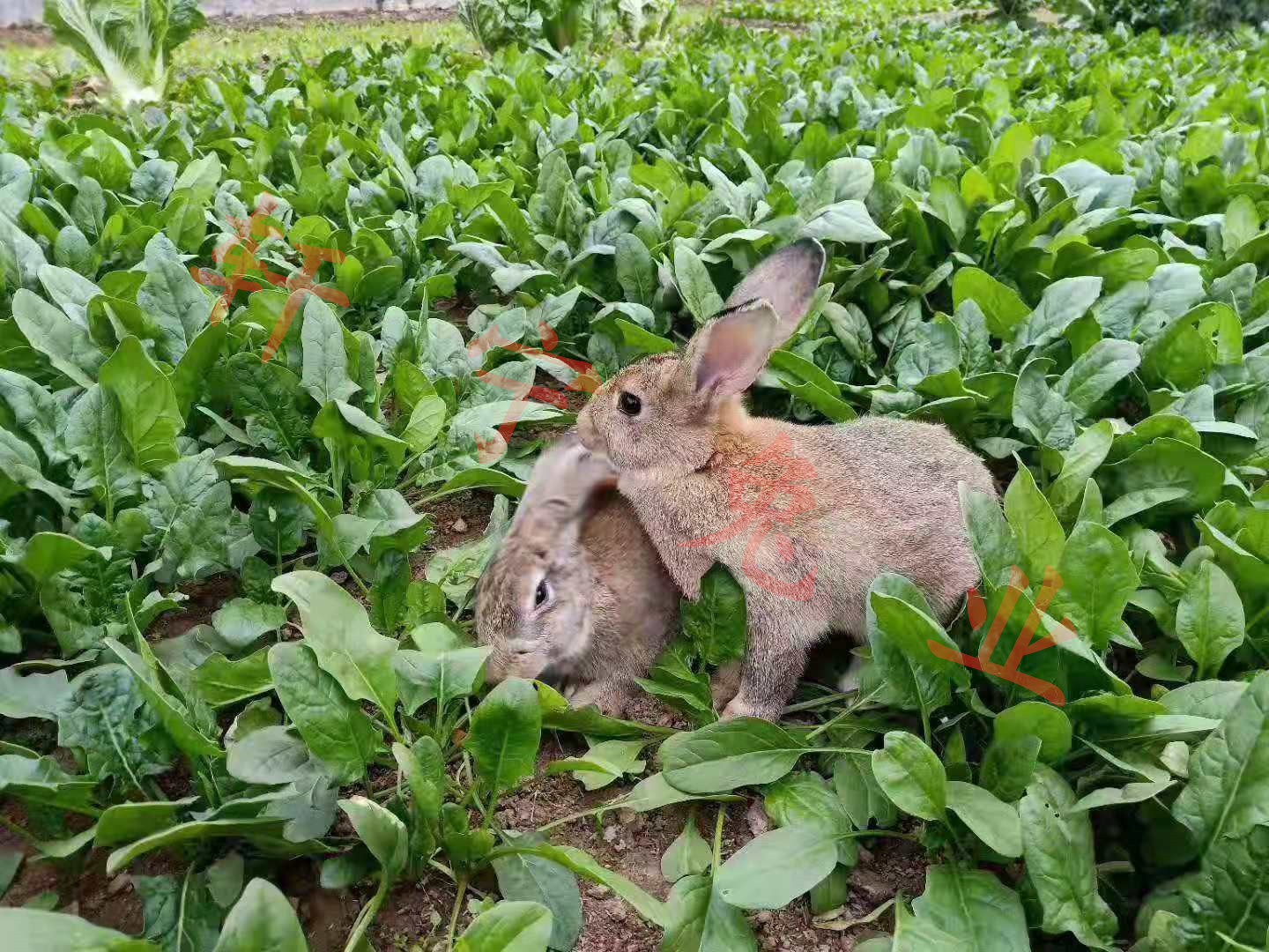 种兔獭兔肉兔养殖批发