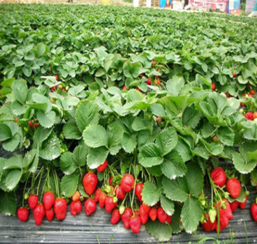 草莓苗采购供应图片