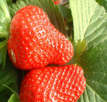 草莓苗厂家供应图片