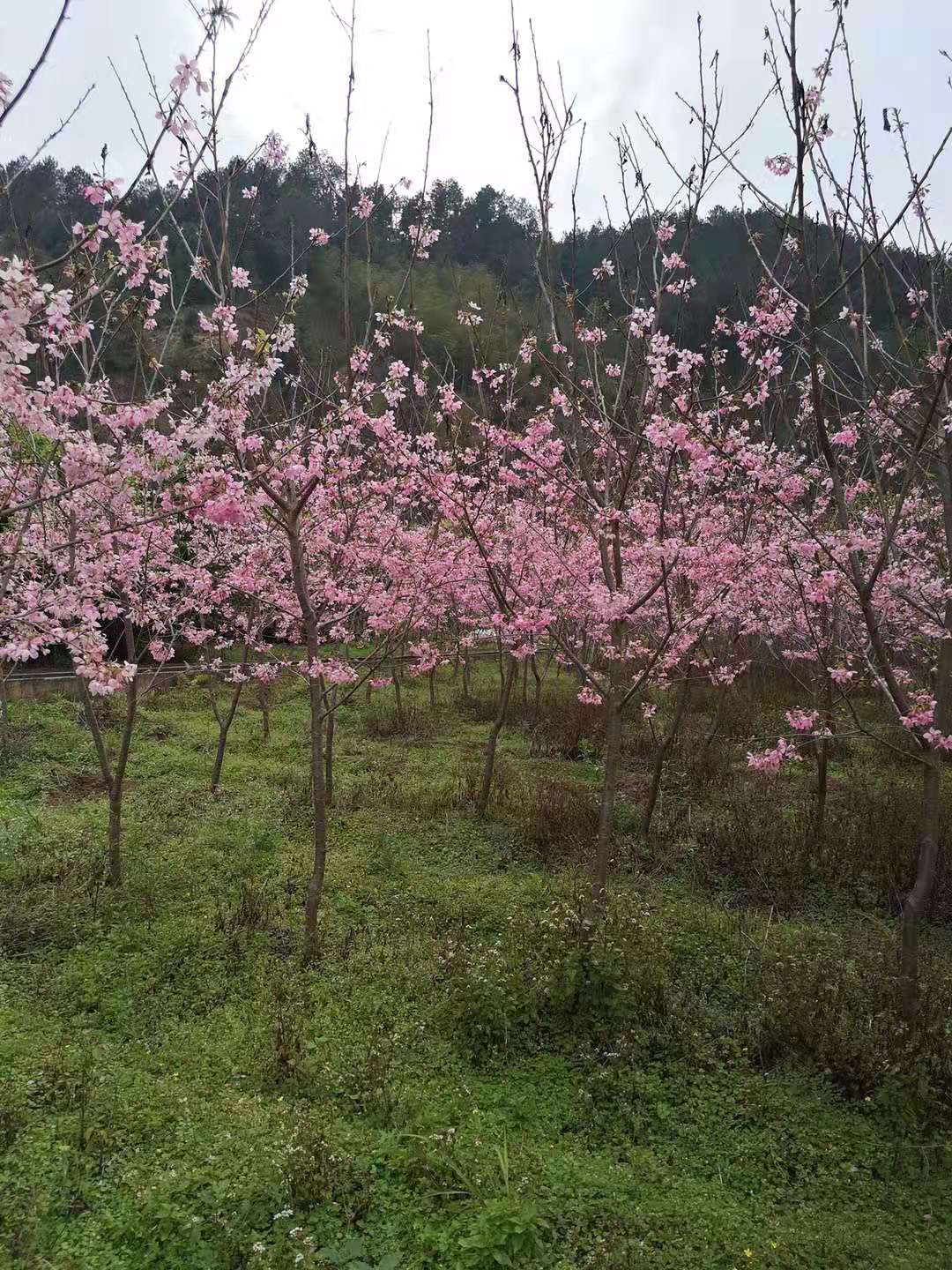 沈阳红粉佳人樱花、种植、基地、批发【福建三明牡丹樱花专业种植】图片