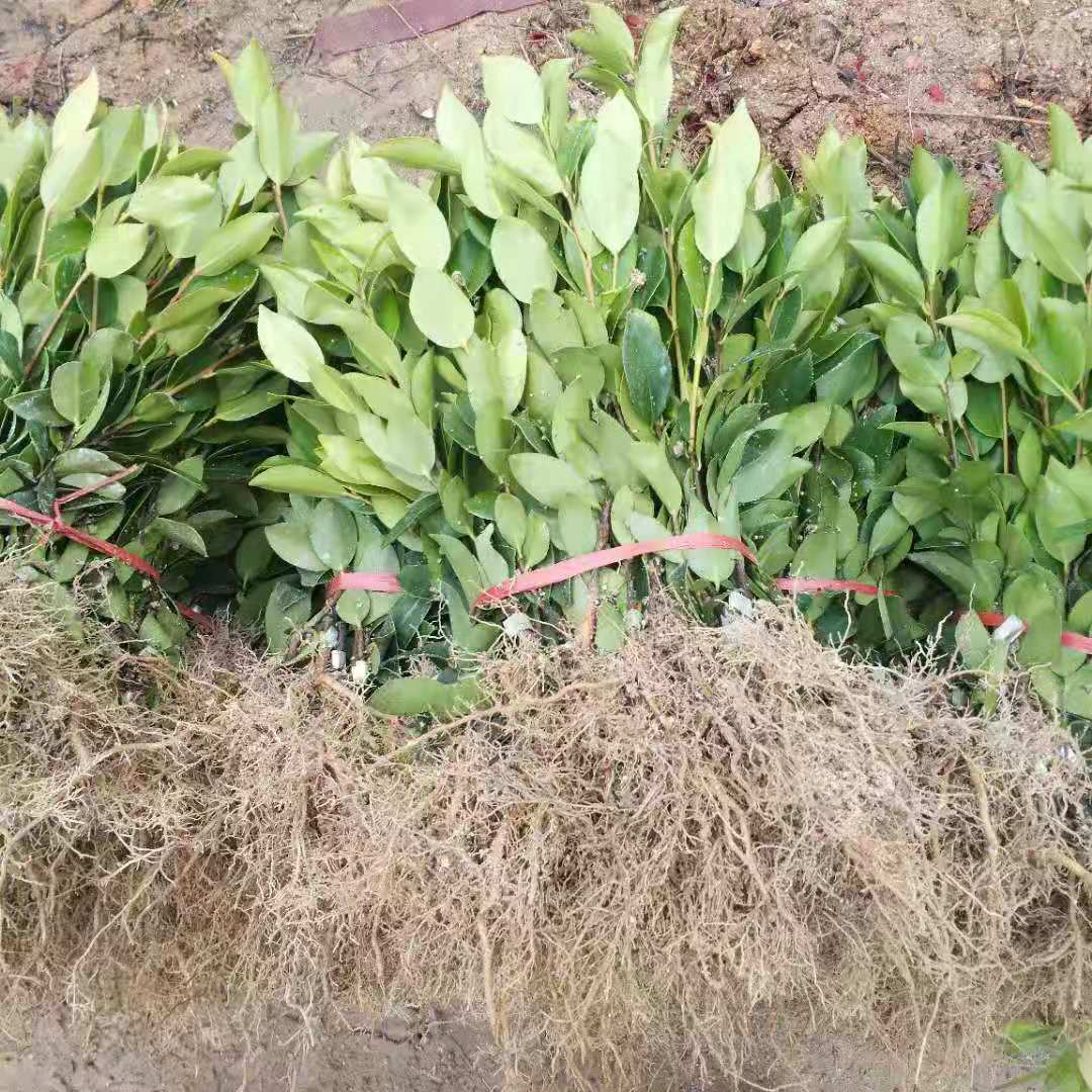 四川油茶苗种植批发