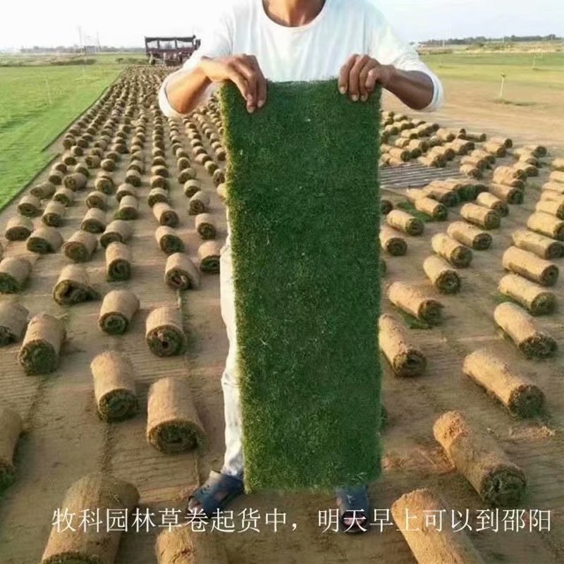 广州马尼拉草皮基地 安顺马尼拉草皮价格图片