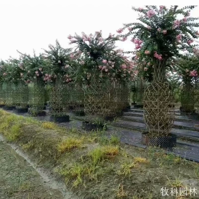 永州市紫薇花瓶编织技术厂家