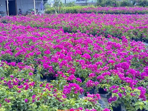 漳州市三角花种植基地 批发勒杜鹃 种植技术 大量供应