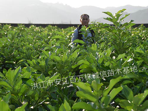 怀化市湖南怀化洪江市红肉蜜柚厂家湖南怀化洪江市红肉蜜柚-湖南红肉蜜柚种植基地批发价格【洪江市安江镇百万株诚信苗木基地】