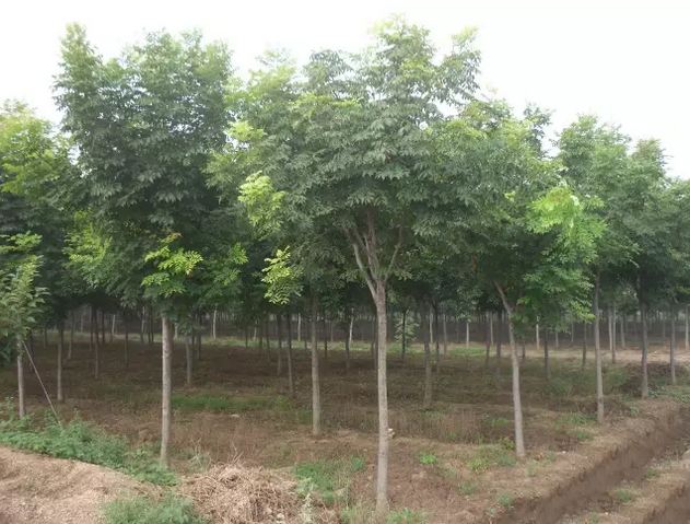 南京栾树批发基地 长期出售各种绿化树苗 基地电话