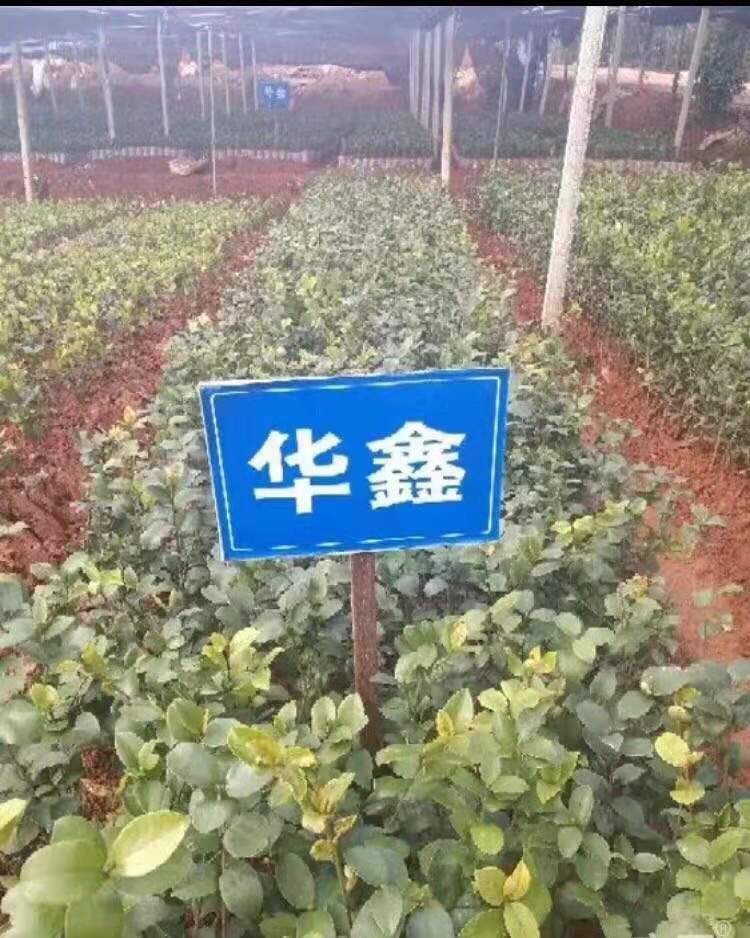 株洲市湖南三华油茶苗供应厂家
