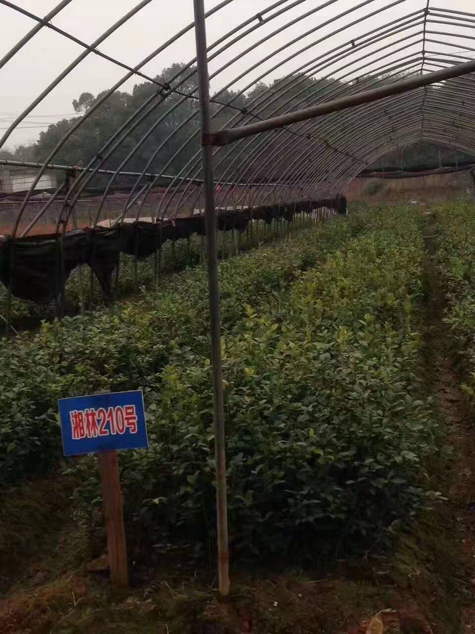 湘林210油茶苗种植批发