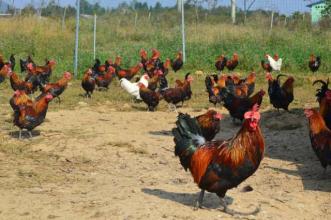 贺州市草鸡厂家专业养殖草鸡基地 玉林市本地鸡价格 养殖技术 正宗土鸡价格