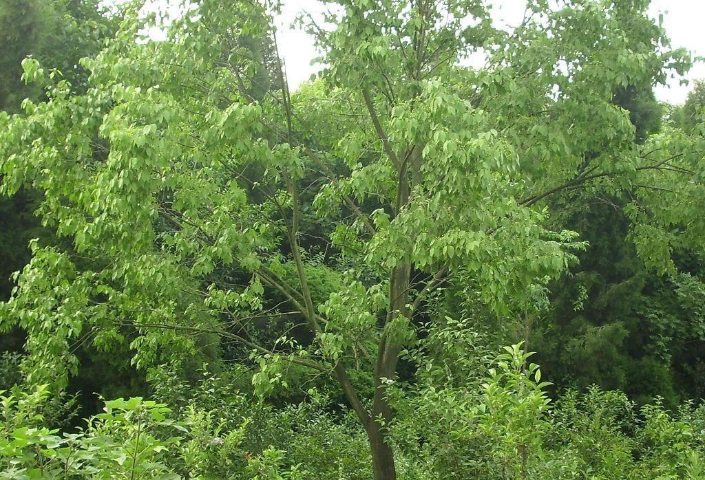 河北丝棉木、种植、基地、批发、价格【曲阳县颖坤帆苗圃场】图片