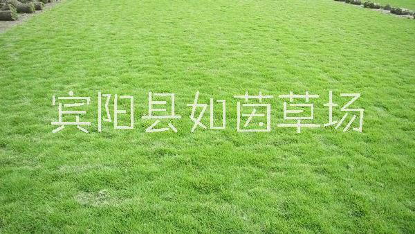 广西马尼拉草坪基地、供应商、自产自销【宾阳县如茵草场】