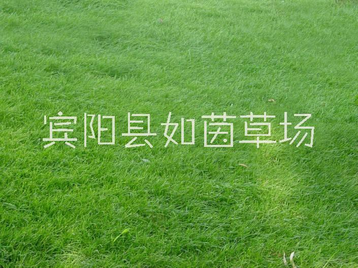 洛阳供应马尼拉草坪厂家、批发商、报价【宾阳县如茵草场】