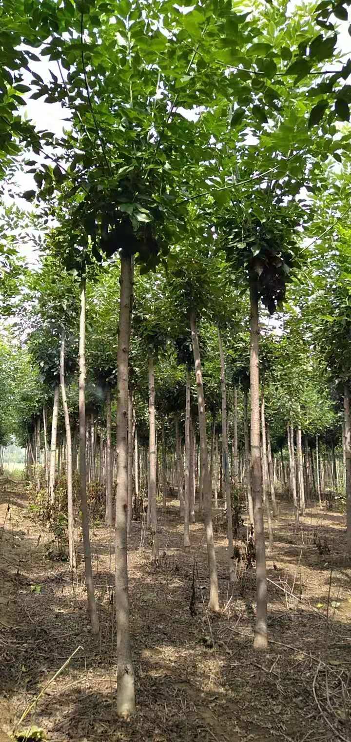 速生白蜡，山东速生白蜡，速生白蜡价格，速生白蜡种植基地，速生白蜡优质供应商