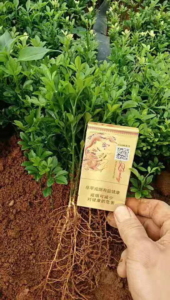 桂林市枳壳苗种植基地，销售 批发价格图片