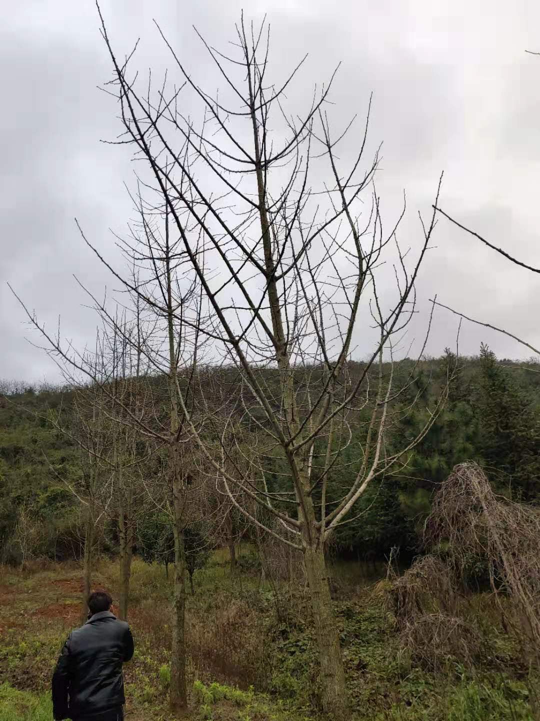 桂林批发银杏树苗基地直销价格_成活率高