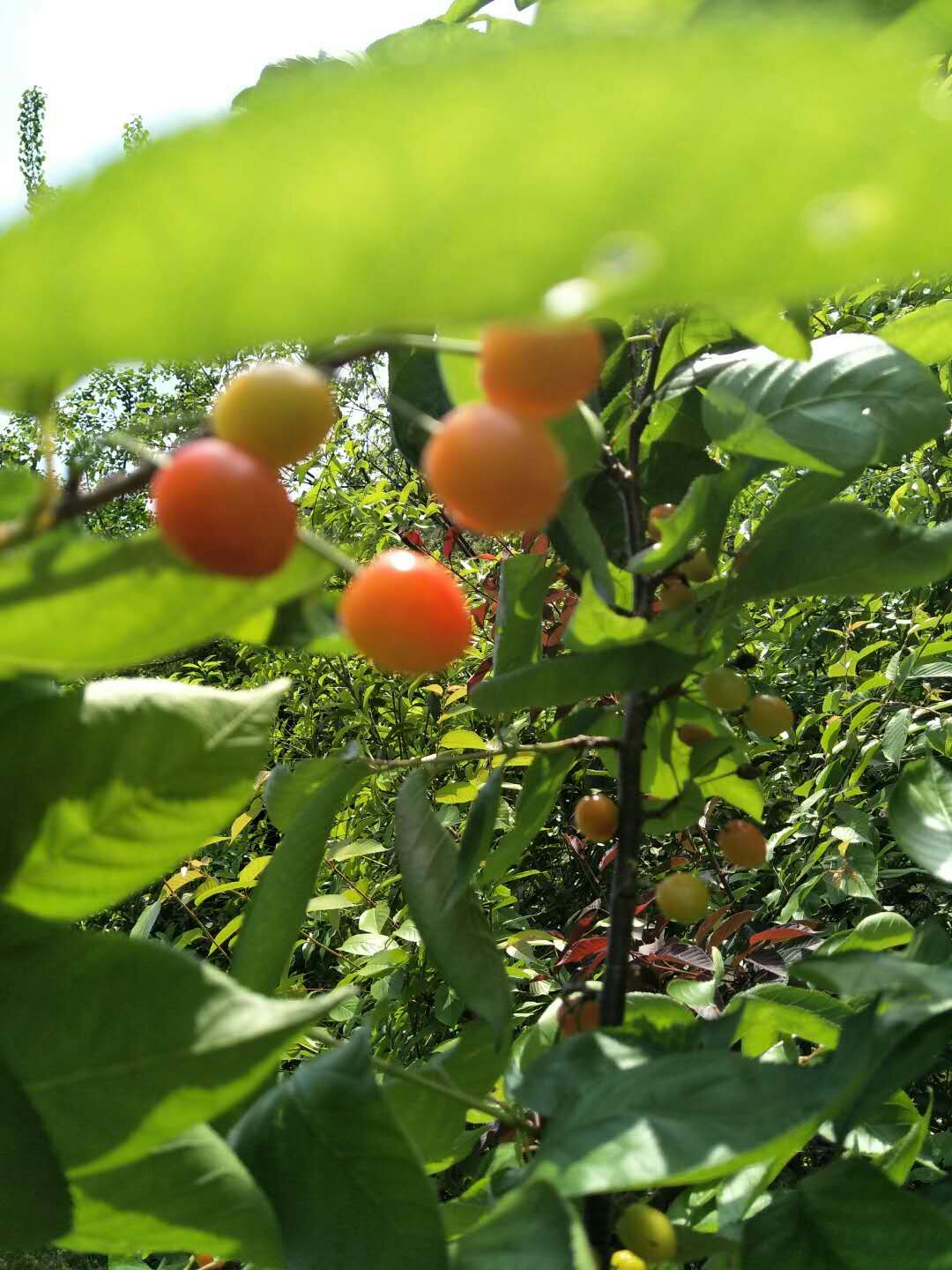 玛瑙红樱桃玛瑙红樱桃种植、价格、批发、报价【兴化市猕梦园花木种植场】