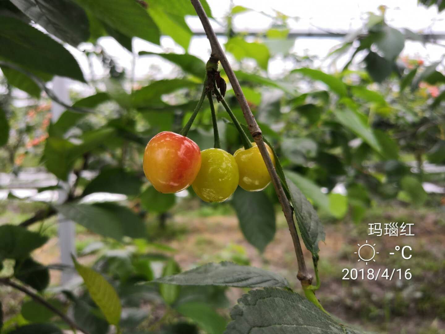 玛瑙红樱桃种植、价格、批发、报价【兴化市猕梦园花木种植场】图片