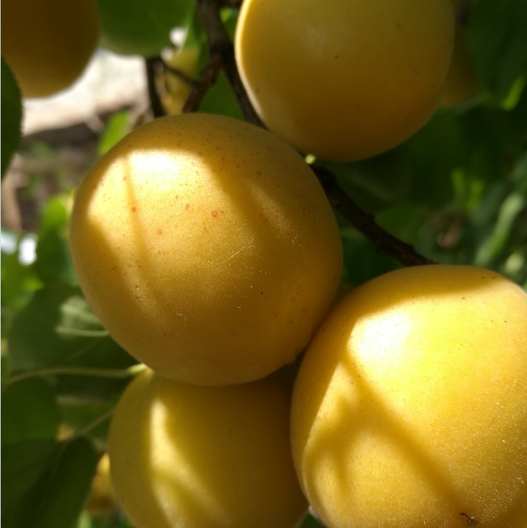 杏树苗新品种 荷兰香蜜杏树苗批发