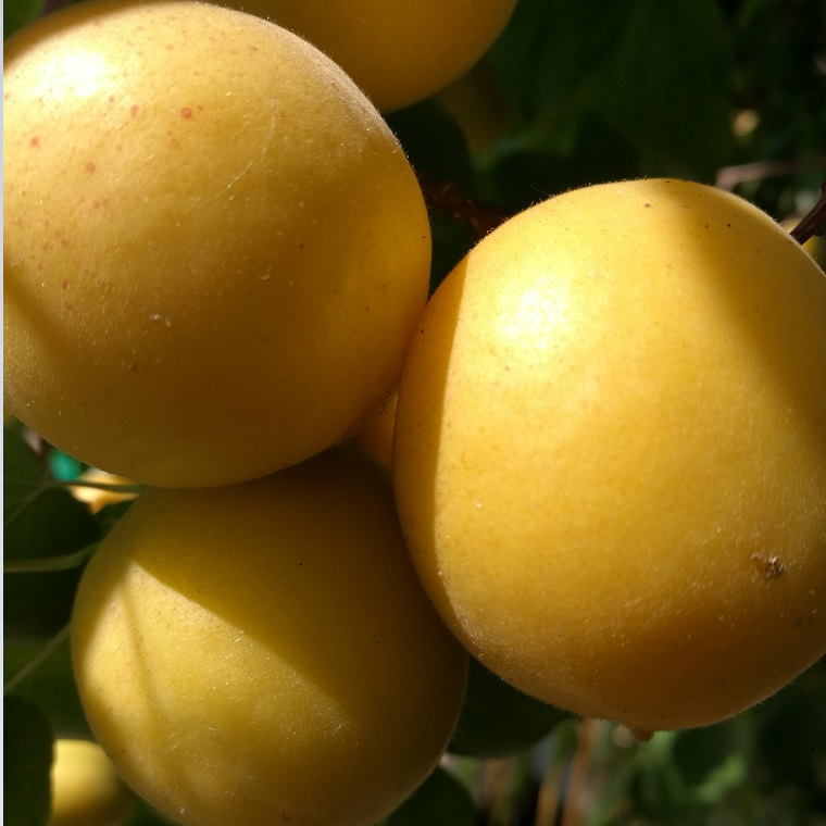 潍坊市杏树苗新品种厂家杏树苗新品种 荷兰香蜜杏树苗批发