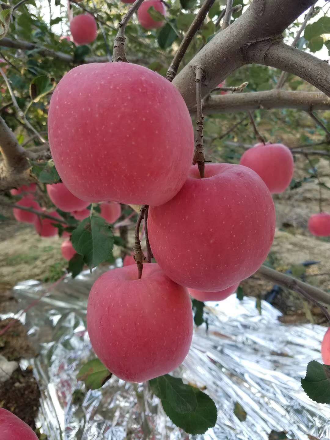 郑州市苹果苗木厂家