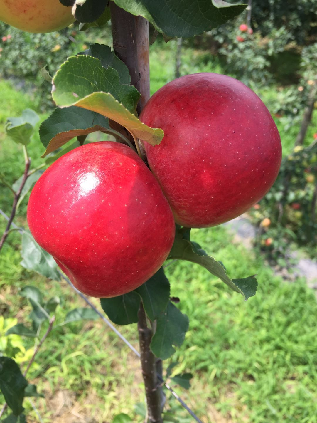 苹果苗木销售优质郑州果树研究所苹果苗木图片