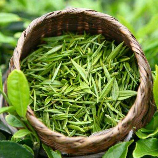韶关白毛茶自家爸种植绿茶批发加 特色绿茶可定制 绿茶加工图片