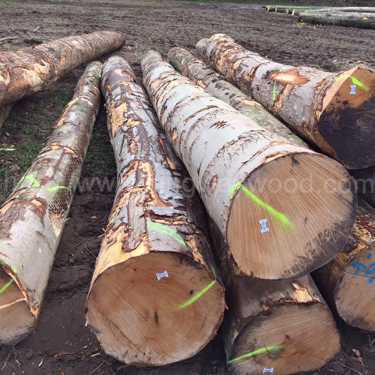 金威木业 进口实木 原木 枫木批发