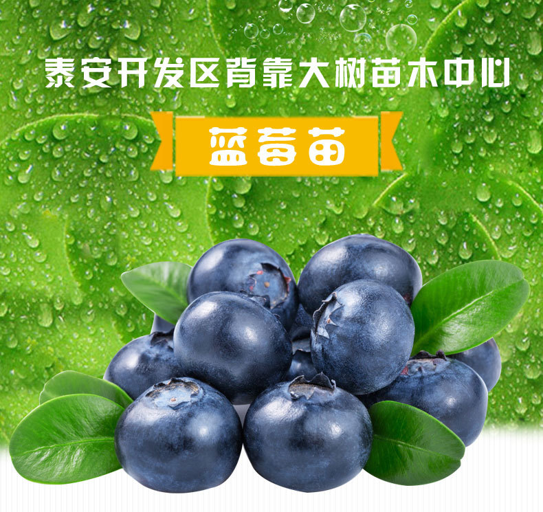 泰安蓝莓苗种植基地、蓝莓苗一手供应商、山东蓝莓苗批发销售