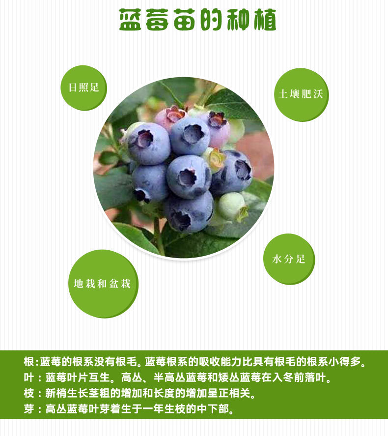 蓝莓苗种植基地泰安蓝莓苗种植基地、蓝莓苗一手供应商、山东蓝莓苗批发销售