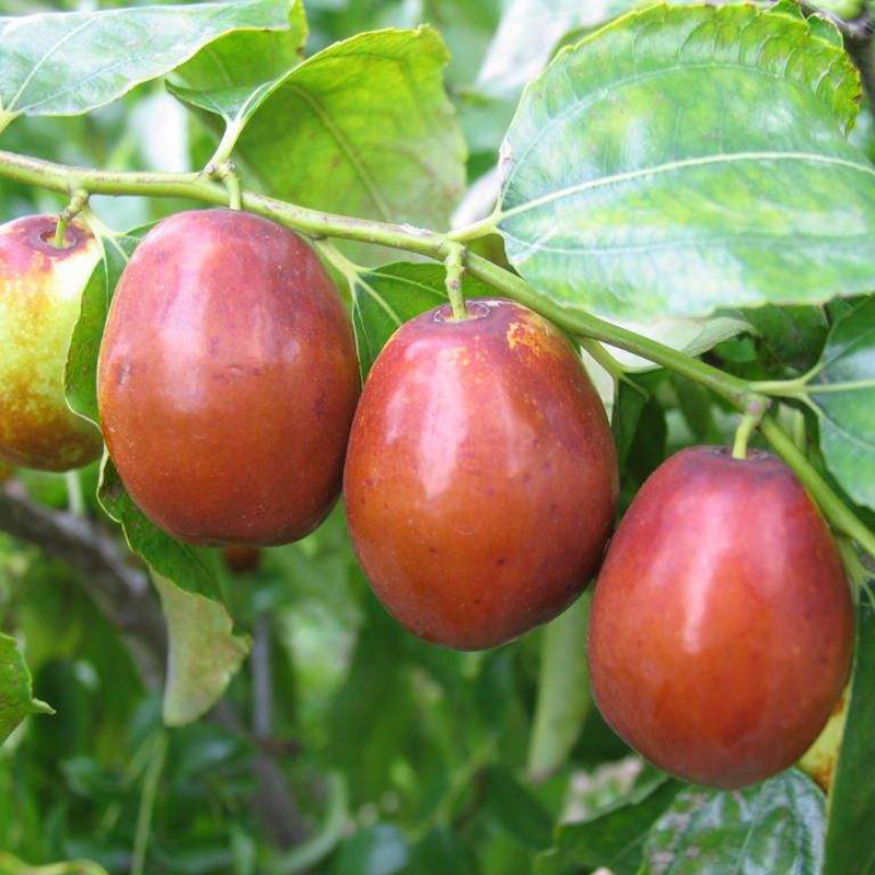山东枣树苗种植基地批发价格