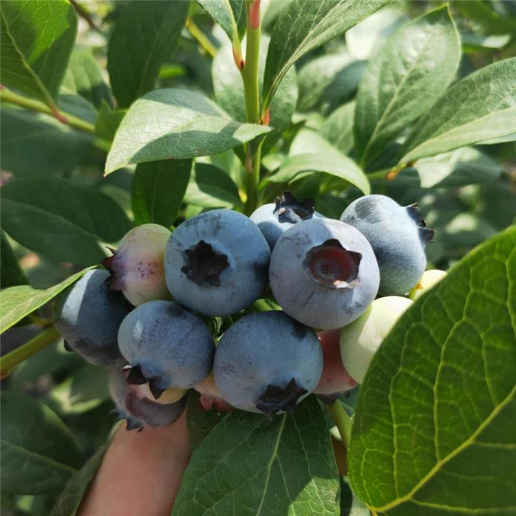 蓝莓苗有哪些品种 ，适合南方种植的蓝莓品种