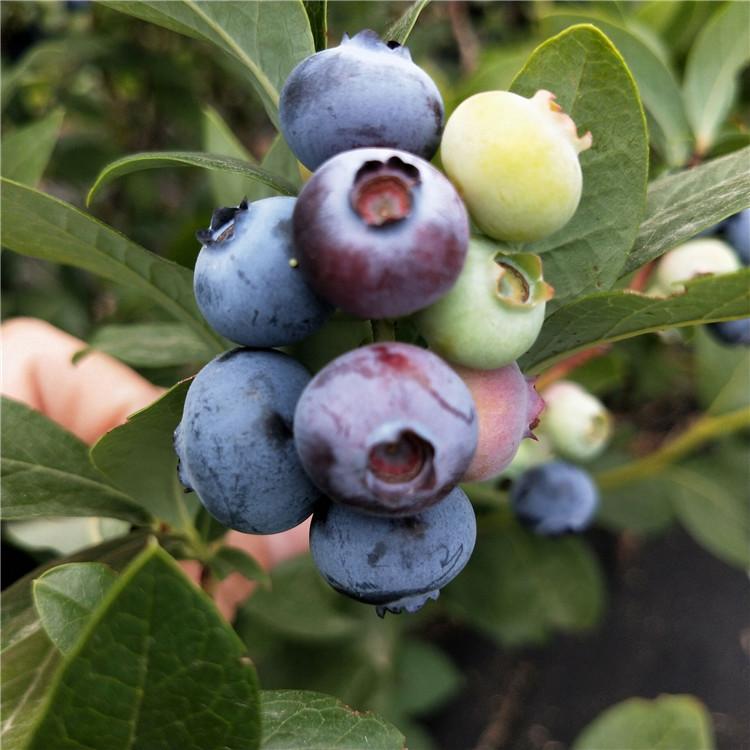 泰安市蓝莓苗厂家蓝莓苗有哪些品种 ，适合南方种植的蓝莓品种