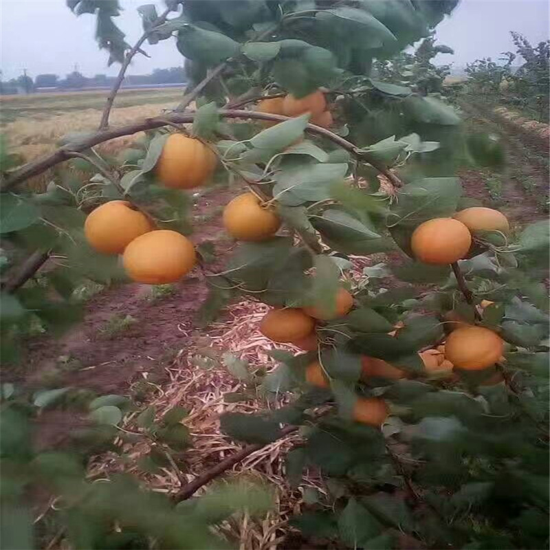 泰安市金太阳杏树苗厂家