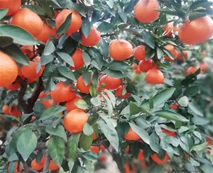 丽水红美人柑橘果苗供应商    红美人柑橘种苗批发价格图片
